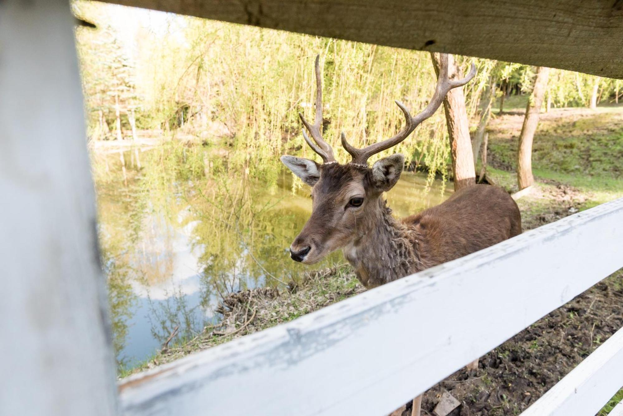 Pensiunea Casa Bunicilor Mînăstirea Humorului Exterior foto